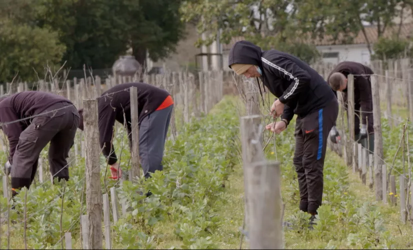 Les vignerons du vivants