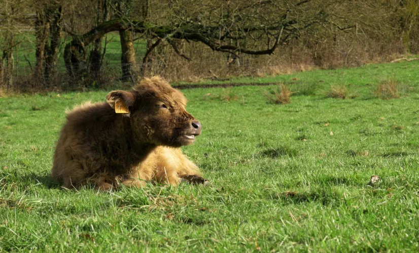 Oh la vache ! Oh la vache !