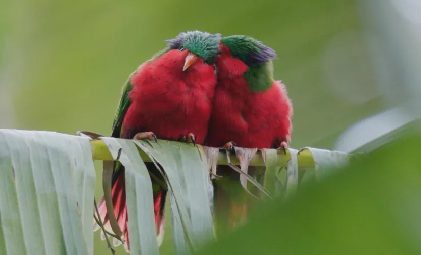 © Rewild Production – 2024  Ura, sauver l’oiseau sacré des Australes