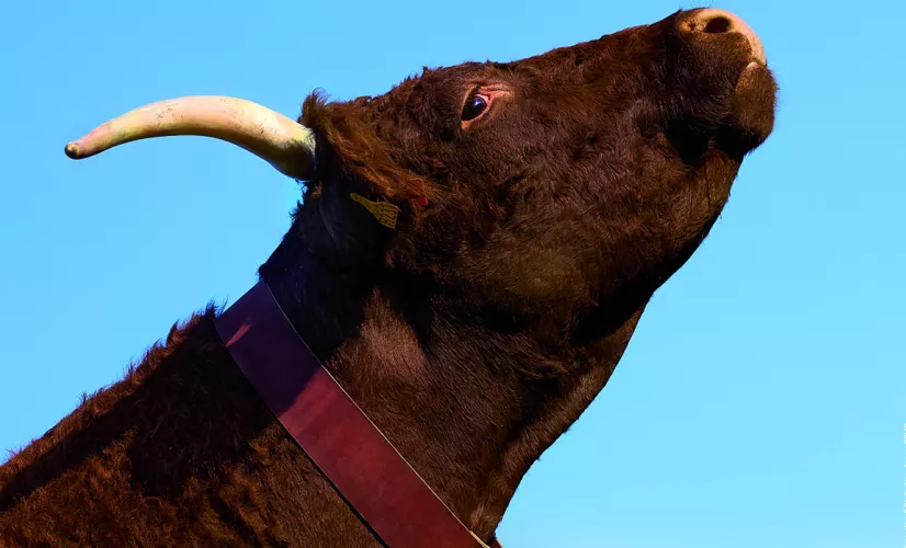 Salon de l'Agriculture 2023