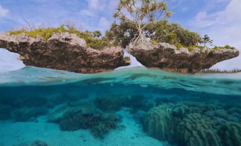l'île des pins le dernier sanctuaire