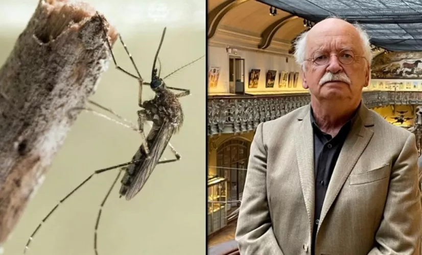 Des moustiques et des hommes