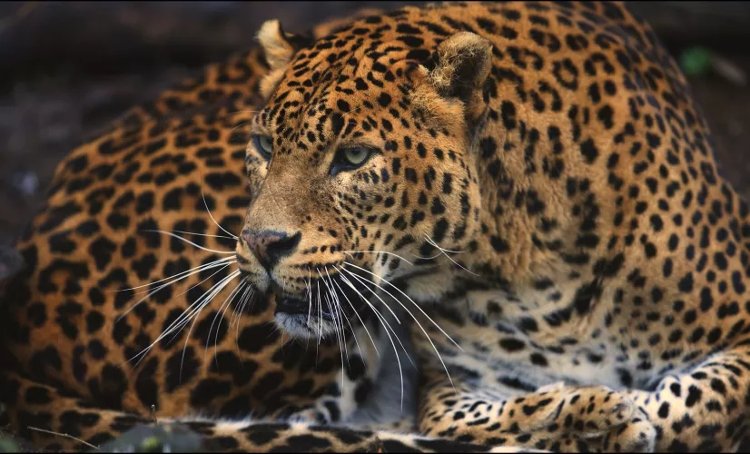 Guyane, vivre avec le jaguar