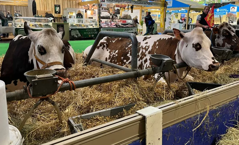 SIA 2024 Vaches