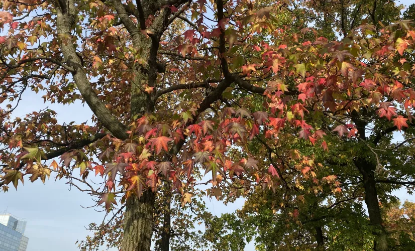 Nature arbres