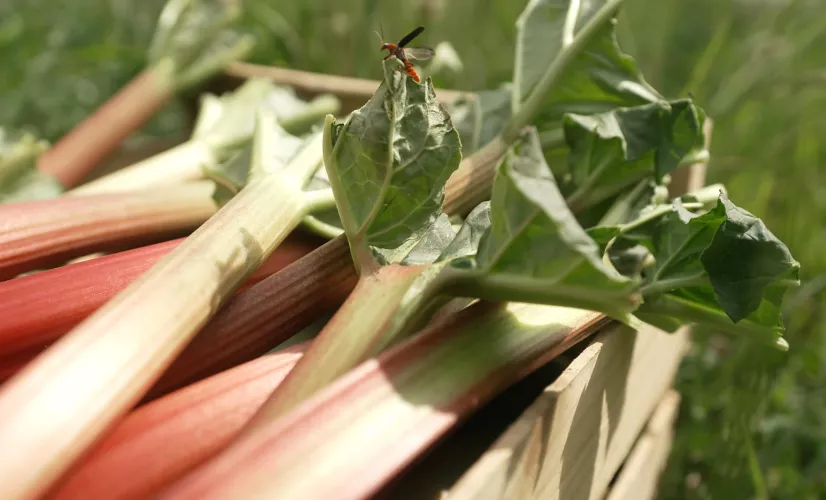 AGDJ rhubarbe