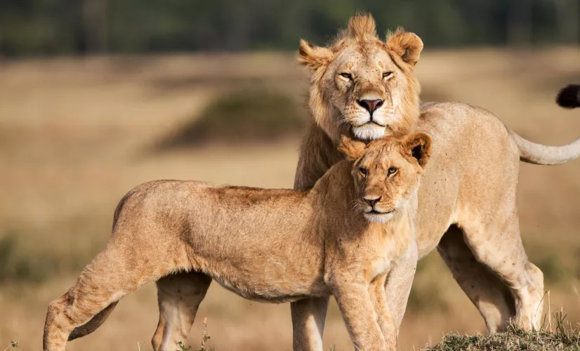 Le règne des lions du Masaï Mara
