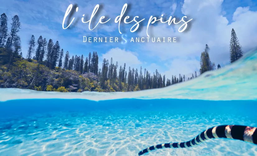 L'ile des Pins, dernier sanctuaire