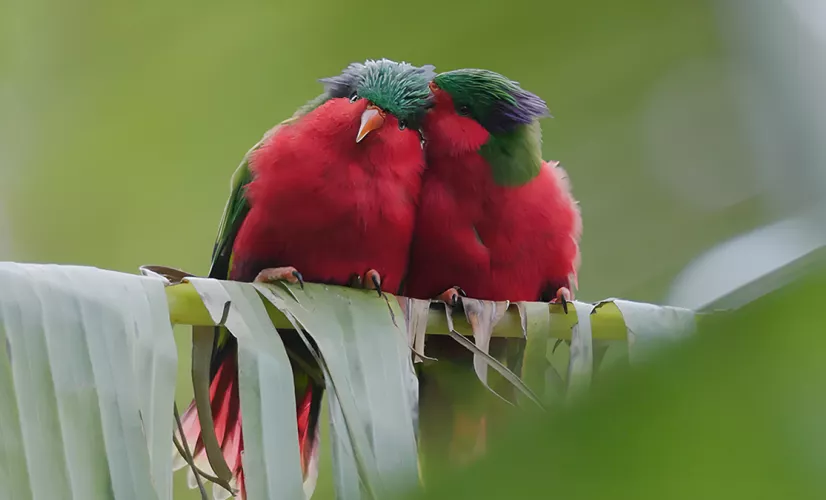 © 'ura, sauver l'oiseau sacré des australes