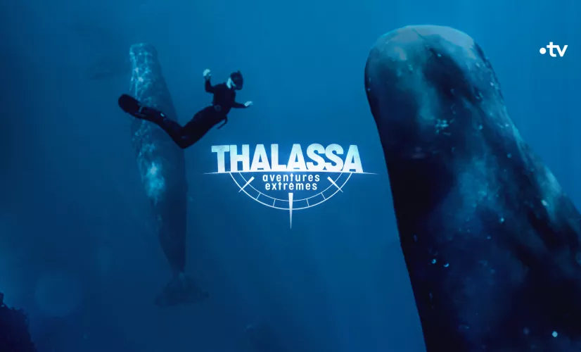 Thalassa